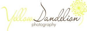 Yellow Dandelion Photography Yellow Dandelion Photography